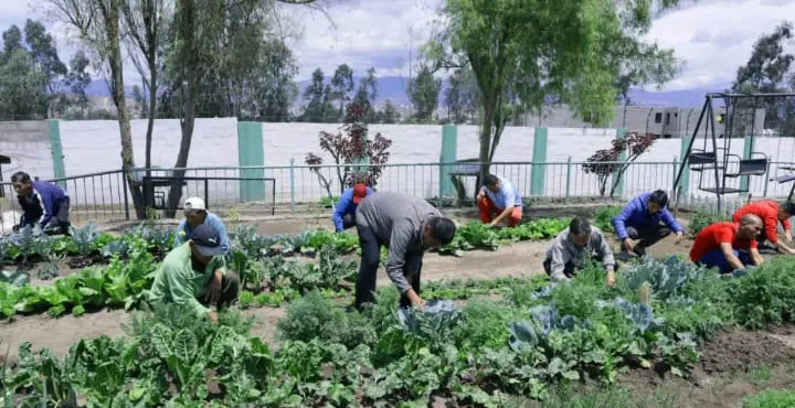 Trabajo en el huerto comunitario